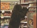 Brown Bear Commercial - Statoil Brown Bear Commercial - Statoil