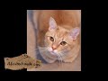 Watch 'לשרוף דברים עם Canon Flash 580EXII - מדהים'