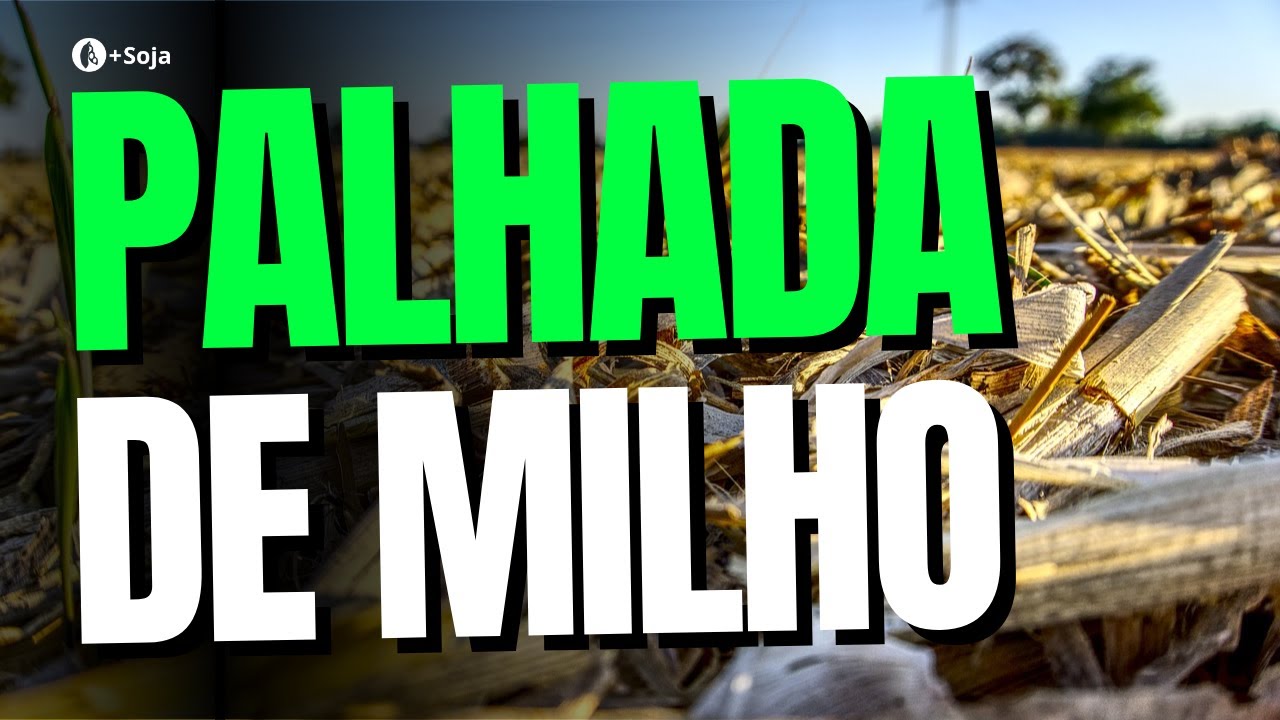 Palhada do milho melhora estabelecimento da cultura sucessora, conserva o solo e libera nutrientes