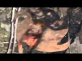 Alien Corpse Found In Ozark Mountains ...