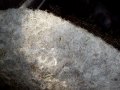 mangalica