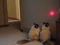Birman Cats in Synchronized Silly