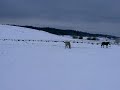 chevaux devant les Gites chevaux devant les Gites