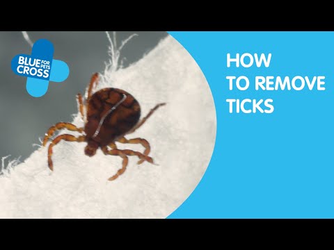 video-linktoworks-How To Remove Ticks From Your Cat | Blue Cross