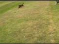 videos de Doggy Days: The Fastest Fetcher- Episode 1