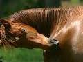 My Horse Lullaby