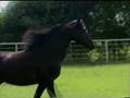 My Horse Lullaby