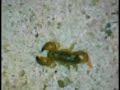 scorpio maurus palmatus and p.transvaalicus scorpion scorpio maurus palmatus and p.transvaalicus scorpion