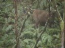 Sambar Hind