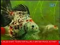 Galeri Aqua - Goldfish (1/2)