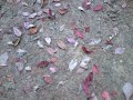 Video screenshot