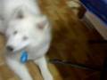 videos de Pipok