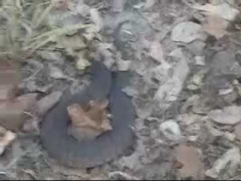 water moccasin on the Blue