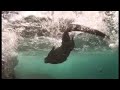 Sneezing free diving Iguanas - Dive Galapagos - BBC wildlife