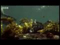 Sneezing free diving Iguanas - Dive Galapagos - BBC wildlife