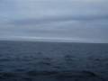 Whale Watching in St.John's Newfoundland