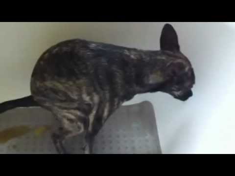 how to cure dog farts