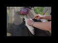 How to Canadian Fillet a Walleye - YouTube