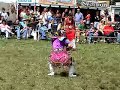 Pow-Wow hippity