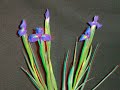 Time-Lapse Blooming of Irises in 3D