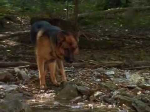 �������� ����� ������ � �������� ���� / Kommissar Rex