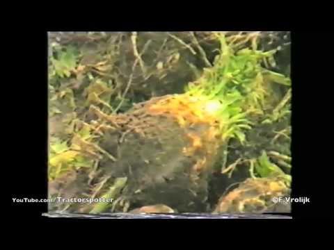how to harvest celeriac