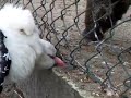 socjalizacja z dziczyzn? :) bia?y owczarek szwajcarski/white swiss shepherd socjalizacja z dziczyzn? :) bia?y owczarek szwajcarski/white swiss shepherd