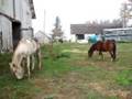 Stallion and mare introduction