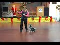 Canine Musical Freestyle dance by Swedish Vallhund dog