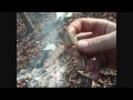 having lunch in the woods yum yum