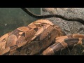 Boa Constrictor Porno Boa Constrictor Porno