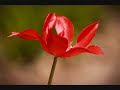 Increible - Cabas Increible - Cabas