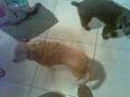 mauchi habla!