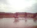 videos de the golden snitch water jump
