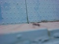 MOV01510.AVI