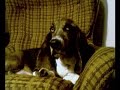 Buddy (Vicious Basset Hound of DOOM) Buddy (Vicious Basset Hound of DOOM)
