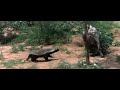 How a Honey Badger is led to it's food by a small bird in return for leftovers
