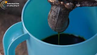 الحاجة أم الرائد من قرية سنيريا قضاء قلقيلية تبدع في تحضير زيت البدودة المستخرج من الزيتون الأخضر