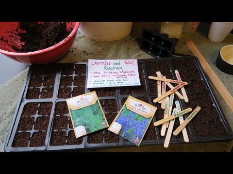 how to transplant lavender