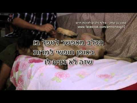 חשוב מאוד לתרגל את הכלב התנהגות במצבי לחץ