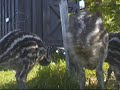 emu chicks 5 weeks old at www fredsfinefowl com