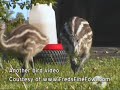 emu chicks 5 weeks old at www fredsfinefowl com