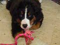 Maia e la corda (3 mesi)