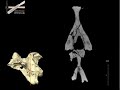 WitmerLab: Majungasaurus Braincase, Axial Ct WitmerLab: Majungasaurus Braincase, Axial Ct