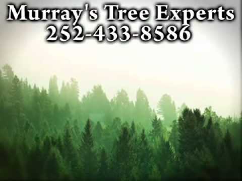 how to transplant elm trees