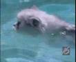 Cats Learning to Swim