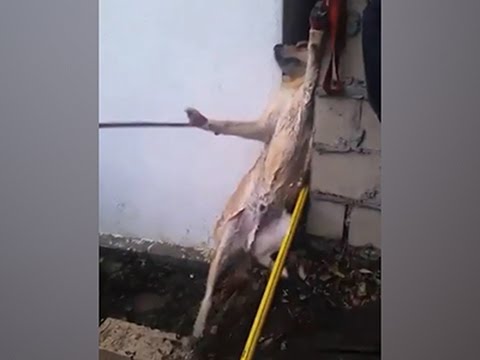 Firefighters Rescue Dog Stuck Between Walls