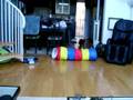 Black Maine Coon Cat Plays Fetch