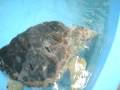 Turtle Rescue