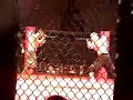 California Xtreme Fighting: Welterweight Division